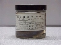 藏品(黃鱔)的圖片